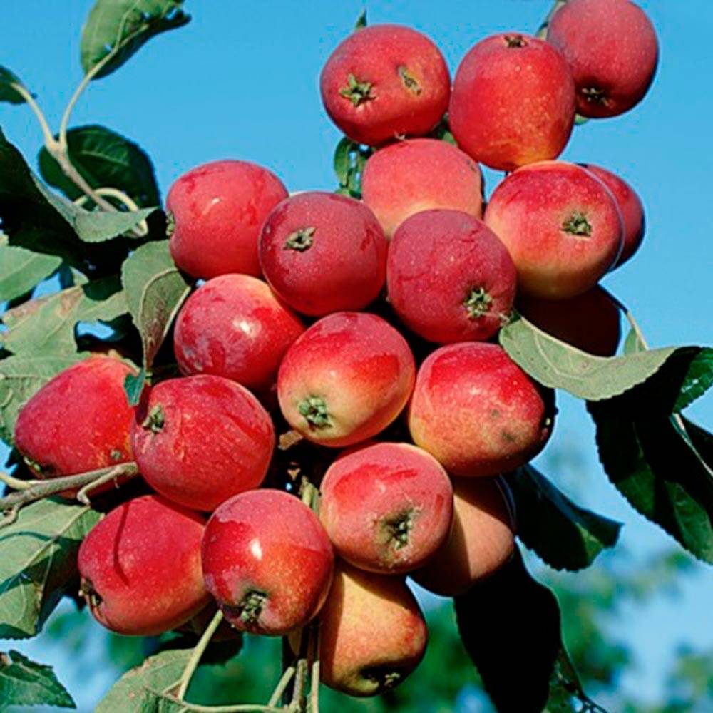 Выращивание саженцев яблони, в том числе из семечка, а также уход за ними