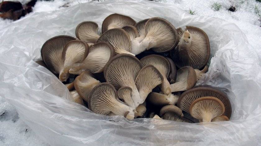 Вешенки грибы , где растут и как выглядят. разновидности вешенок. описание полезных свойств