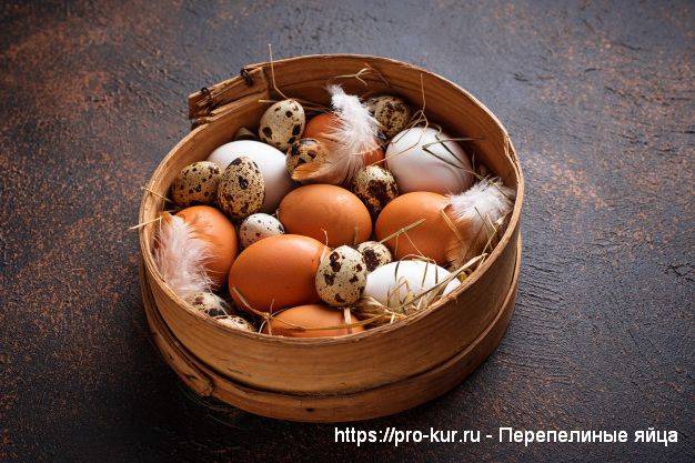 Перепелиные яйца – уникальный комплекс здоровья!
