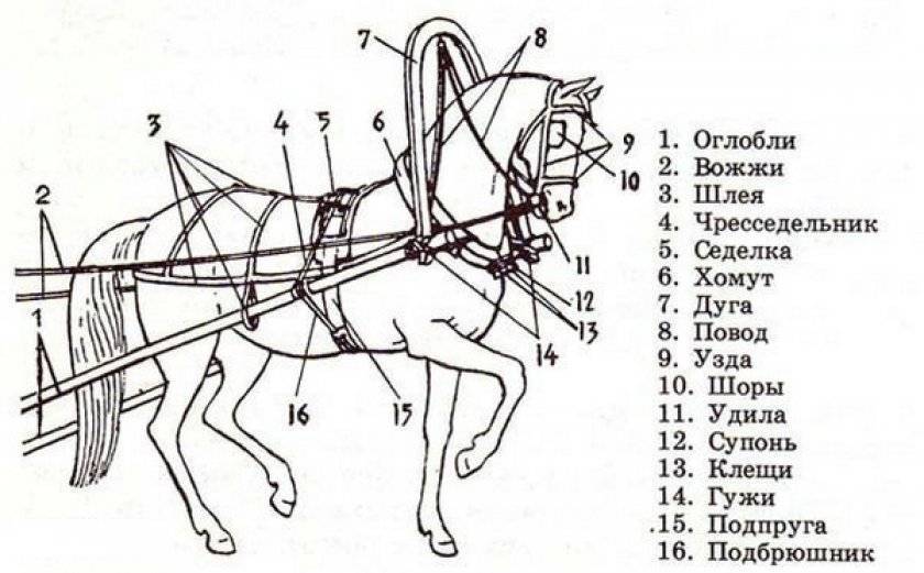 ✅ как запрягать лошадь: принадлежности для упряжи, последовательность, способы - tehnomir32.ru