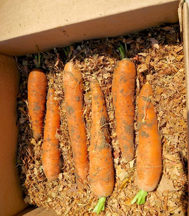 Как сохранить морковь на зиму в домашних условиях, если нет погреба: эффективные способы и правила содержания урожая до весны без подвала selo.guru — интернет портал о сельском хозяйстве