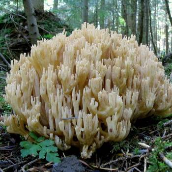 Особенности кораллового гриба