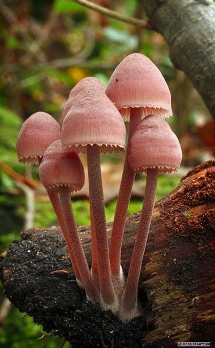 Съедобные грибы необычной формы и раскраски, фото и видео