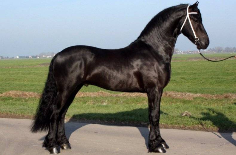 Фризская лошадь. описание, особенности, уход и цена фризской лошади | живность.ру