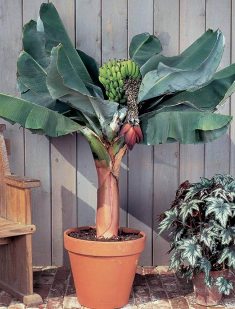 Как в домашних условиях вырастить банановое дерево из покупного банана