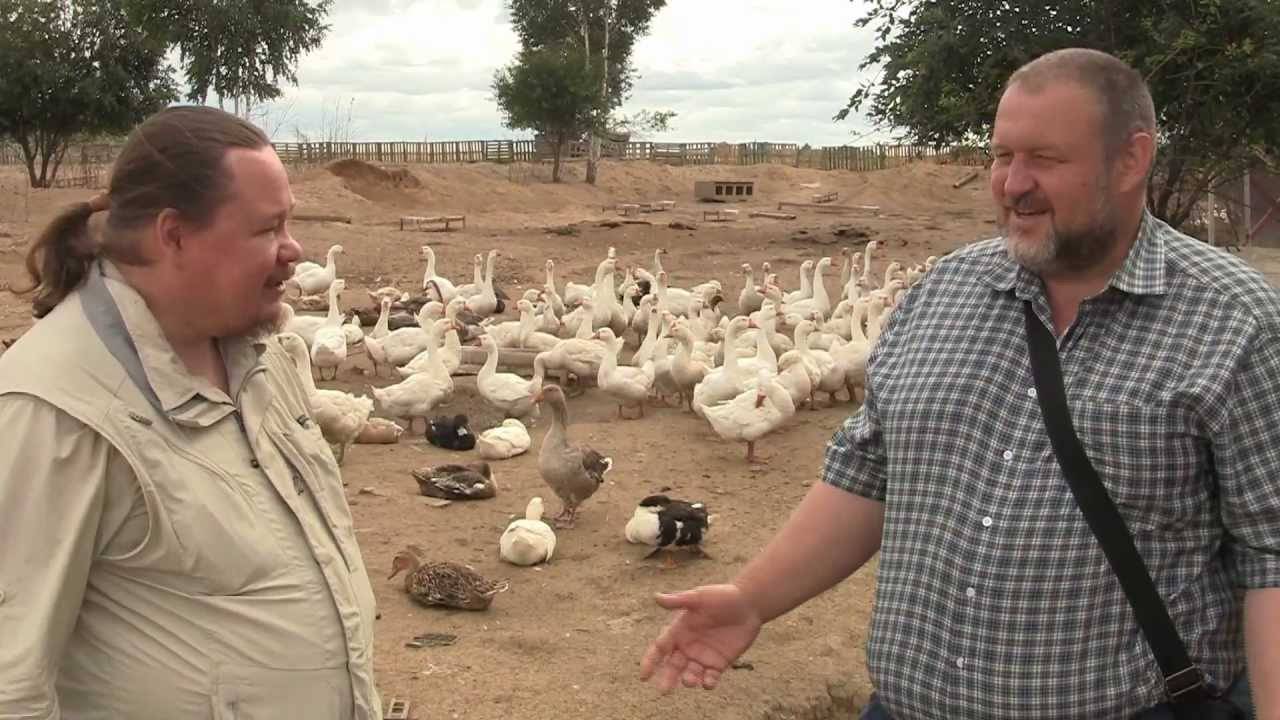 Разведение гусей как бизнес — выгодно или нет создавать гусиную ферму