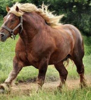 Русский тяжеловоз. фото и описание лошади