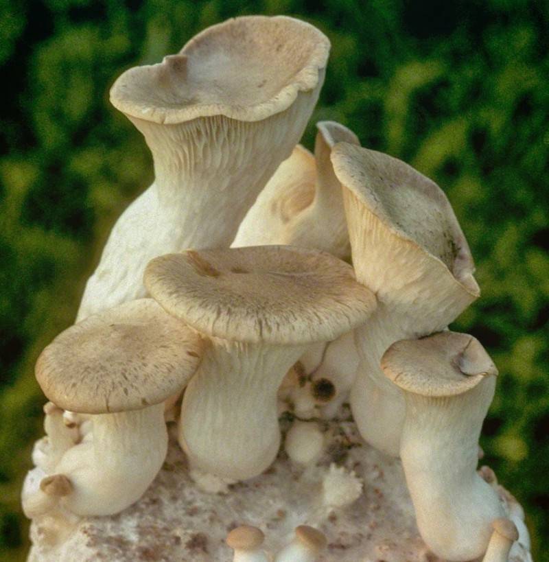 Белый горный гриб или говорушка гигантская: описание, фото и рецепты приготовления