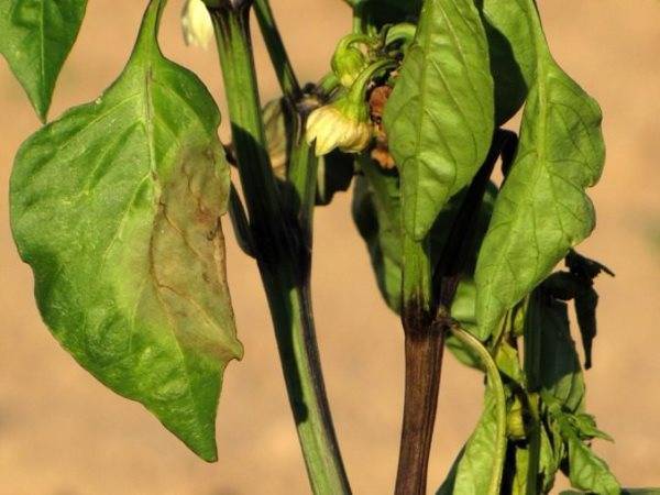 Почему у рассады перца опадают нижние листья: что делать - про сорта