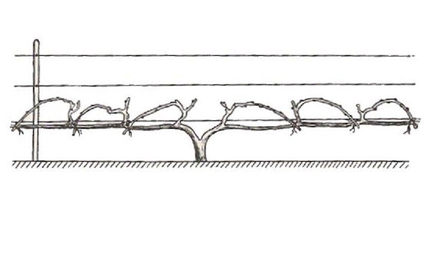 Веерная формировка виноградного куста схема и описание