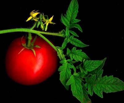 Ответ на вопрос: как часто поливать помидоры в теплице