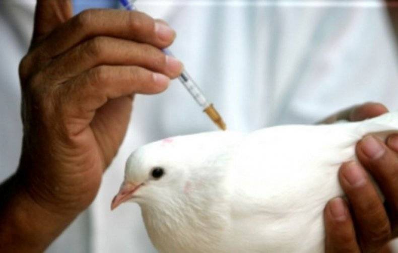 Ветеринарный препарат | вакцина против ньюкаслской болезни из штамма ла-сота тип в1 от zoetis