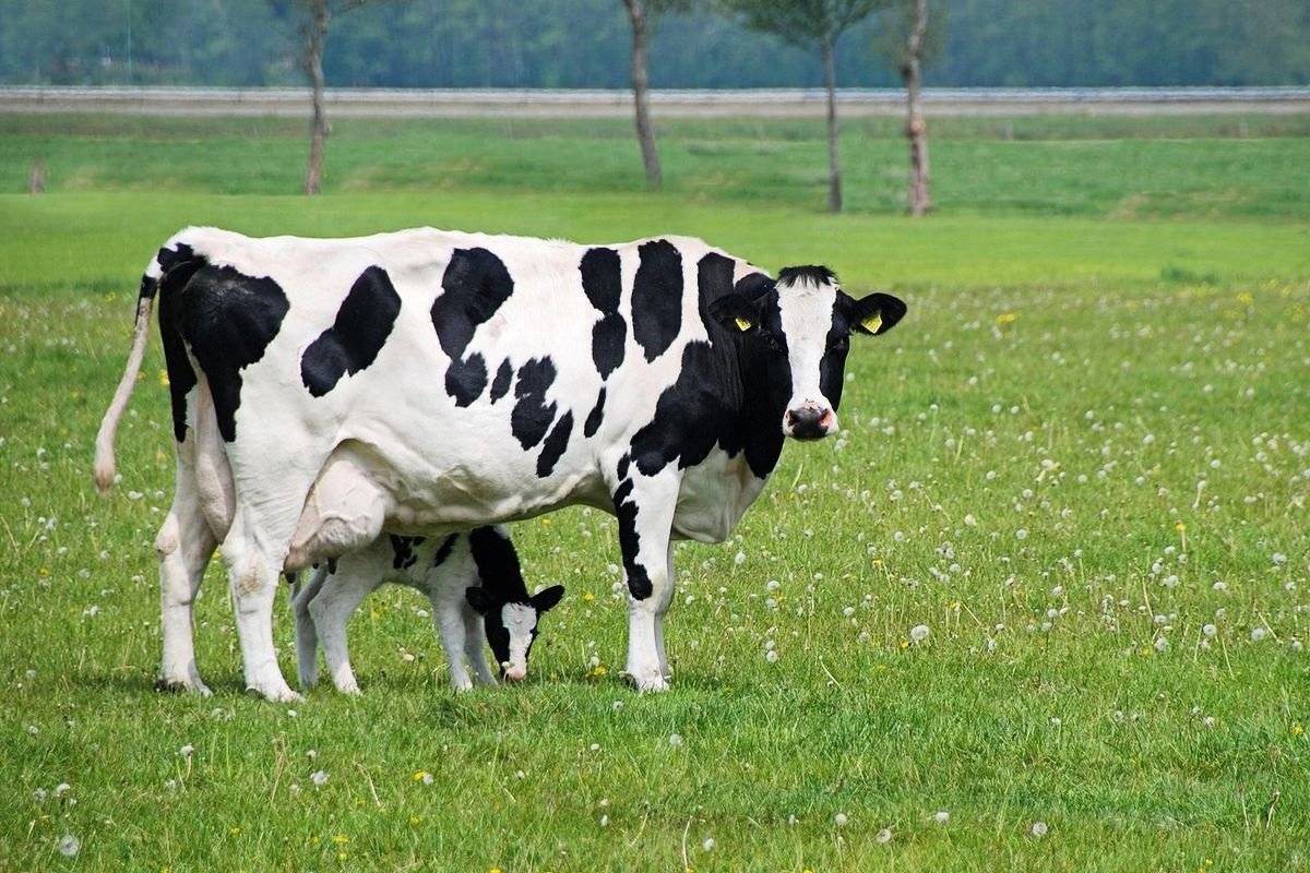 Разновидности молочных пород коров