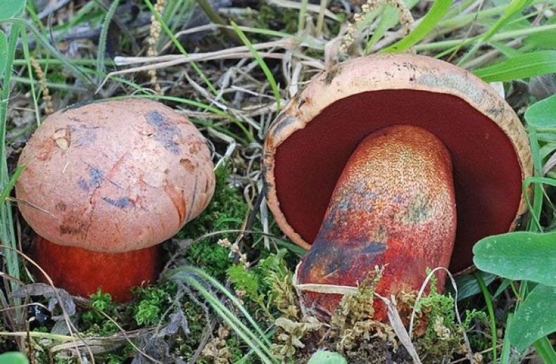 Ядовитые грибы крыма: +30 фото и описание с названиями