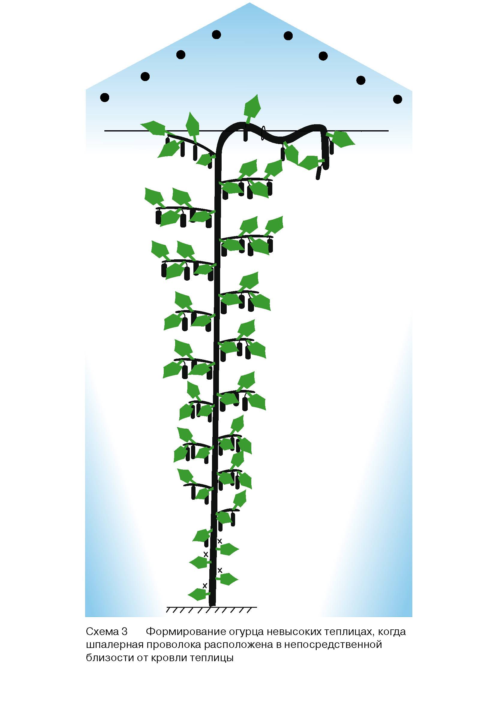 Формировка огурцов в теплице в один стебель