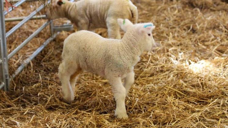Разведение овец и баранов в домашних условиях как бизнес: советы и рекомендации