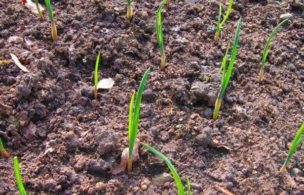 Чеснок: посадка весной в открытый грунт, технология выращивание, уход