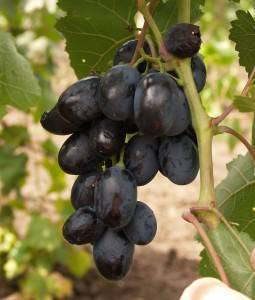 Виноград фурор - уход и выращивание, правила посадки сорта фурор