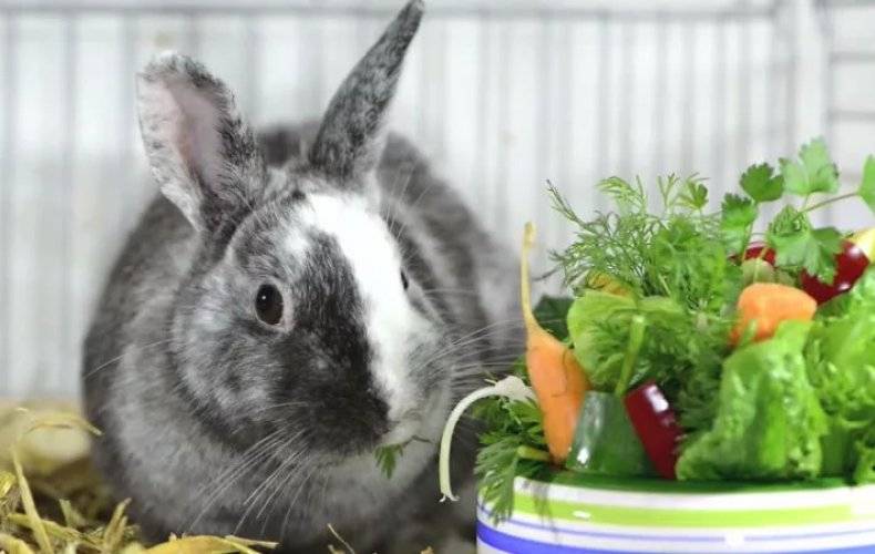 Чем кормить кроликов в домашних условиях: от а до я