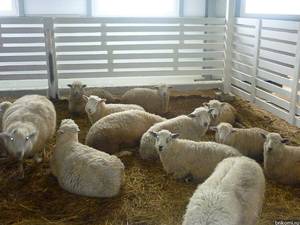 Овчарня для овец своими руками. чертежи, советы, фото и видео
