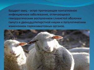 ✅ в каком порядке и от чего проводится вакцинация овец: сроки, схема, порядок действий - tehnoyug.com