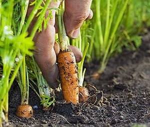 Как посеять морковь весной