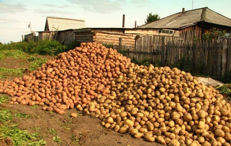 Выращивание картофеля: как удобрять по сезону, нормы внесения подкормок, вредители