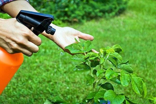 Актара — инструкция по применению для плодовых деревьев и кустарников