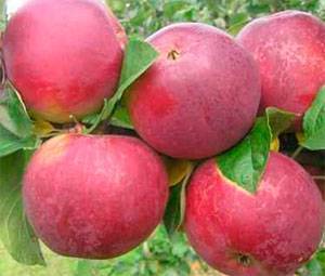 Выращивание яблони заветное