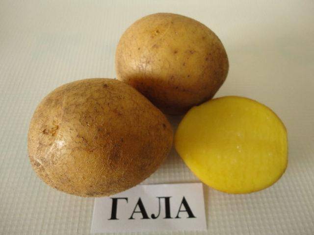 О картофеле лидер: описание семенного сорта картофеля, характеристики, агротехника