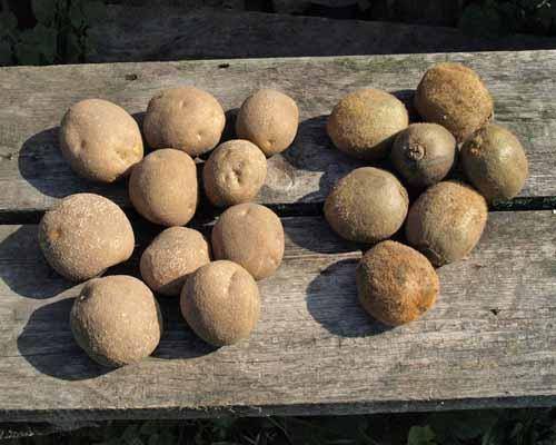 Картофель киви – описание сорта, характеристика, фото и отзывы