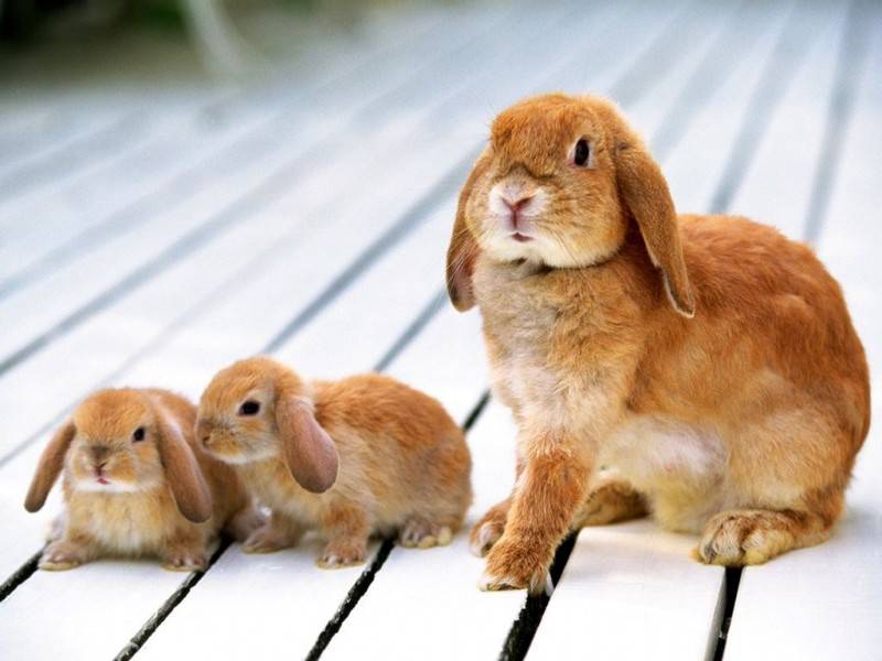 Разведение кроликов для начинающих в домашних условиях и на даче