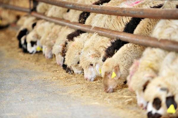 Чем кормить овец в домашних условиях