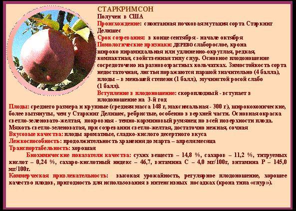 Яблоня старкримсон, полное описание сорта и фото