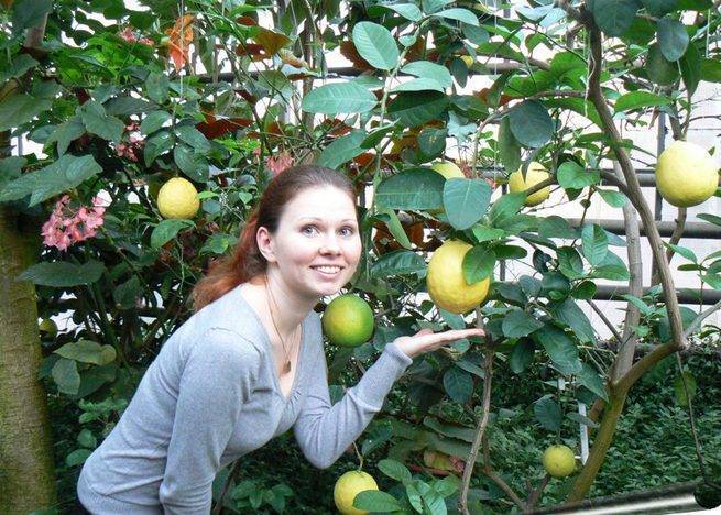 Комнатное лимонное дерево: фото, видео выращивания, уход в домашних условиях, описание лучших сортов