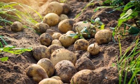 Посадка картофеля по методу митлайдера — советы эксперта
