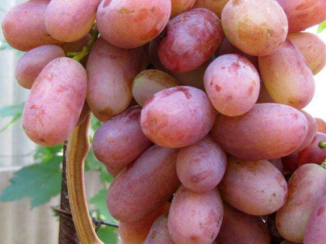 Красивый и сверхранний сорт винограда юлиан