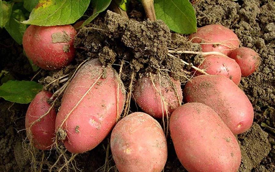 Как вырастить картофель в мешках