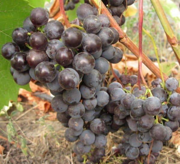 Синие, зеленые, розовые сорта винограда: описание и характеристики