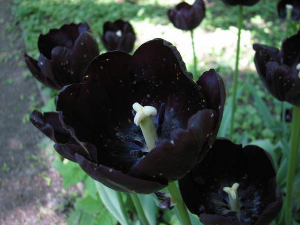 Тюльпаны — высадка и специфика выращивания, уход и сорта цветков + фото