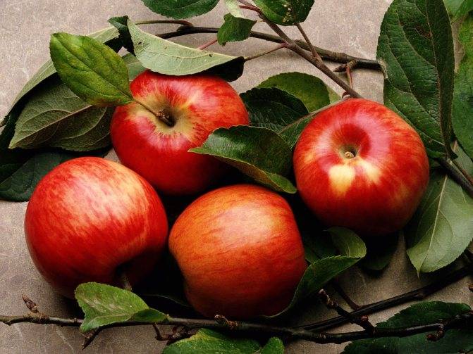 Польза и вред сушеных яблок