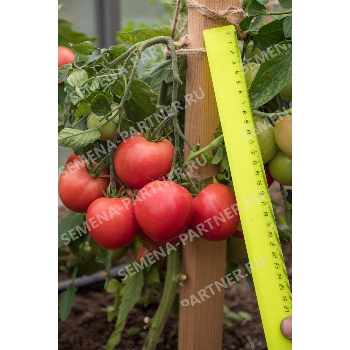 Сорт томата лимеренс (f1): фото, отзывы, описание, характеристики.