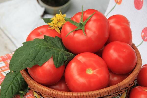 Ранние помидоры большая мамочка от фирмы гавриш: описание сорта, преимущества и недостатки