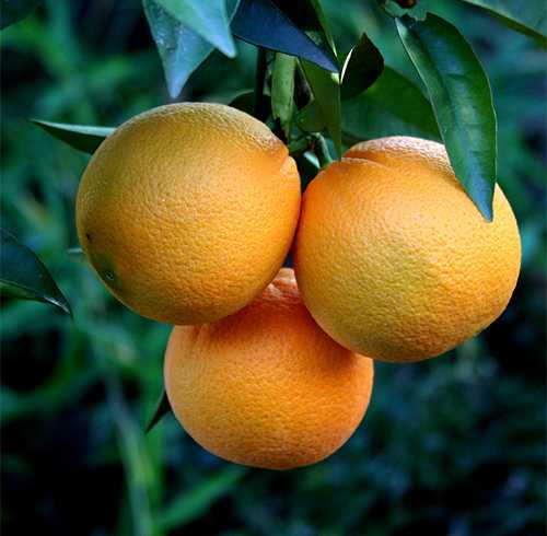 Домашний апельсин: фото сортов, названия, выращивание апельсина из косточки на подоконнике и в теплице