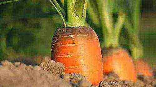 Подкормка моркови в открытом грунте народными средствами
