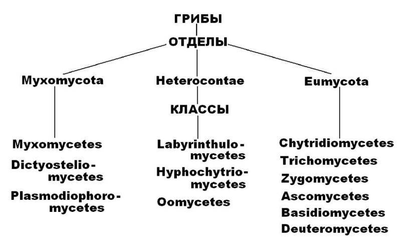 Несовершенные грибы (deuteromycetes)