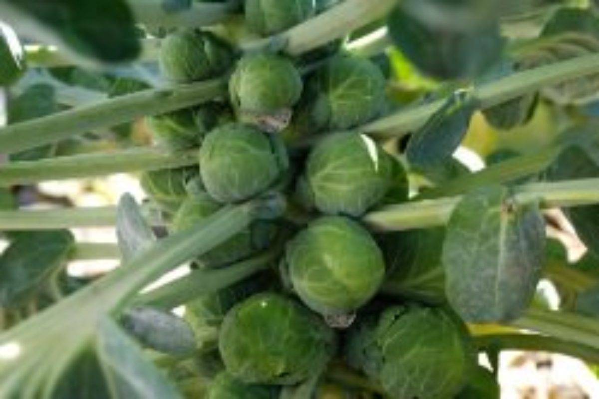 Как правильно выбрать сорта и вырастить брюссельскую капусту в открытом грунте