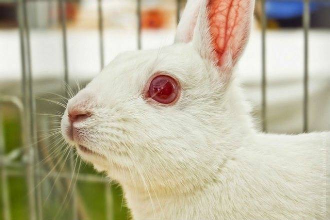 Причины слезоточивости глаз у кролика