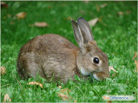 Чем питается заяц в лесу? чем питаются зайцы зимой? заяц-беляк: описание, где обитает и чем питается
