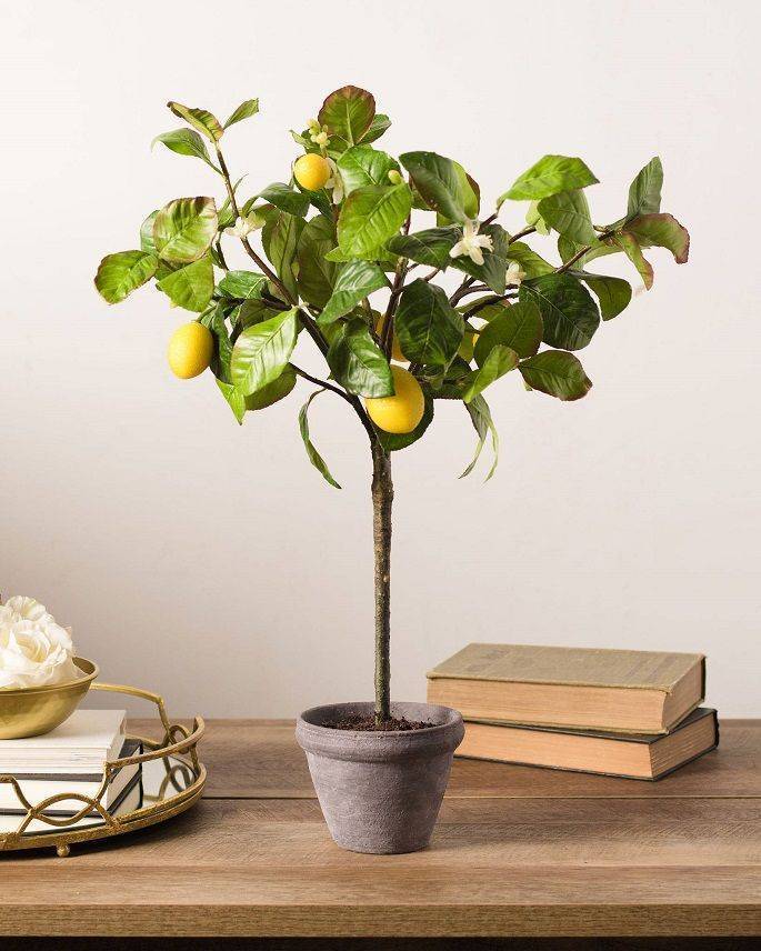 Как вырастить лимон из косточки в домашних условиях: выращивание, посадка и уход – 4 сезона огородника